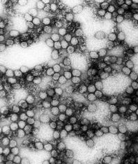 Gelbfiebervirus